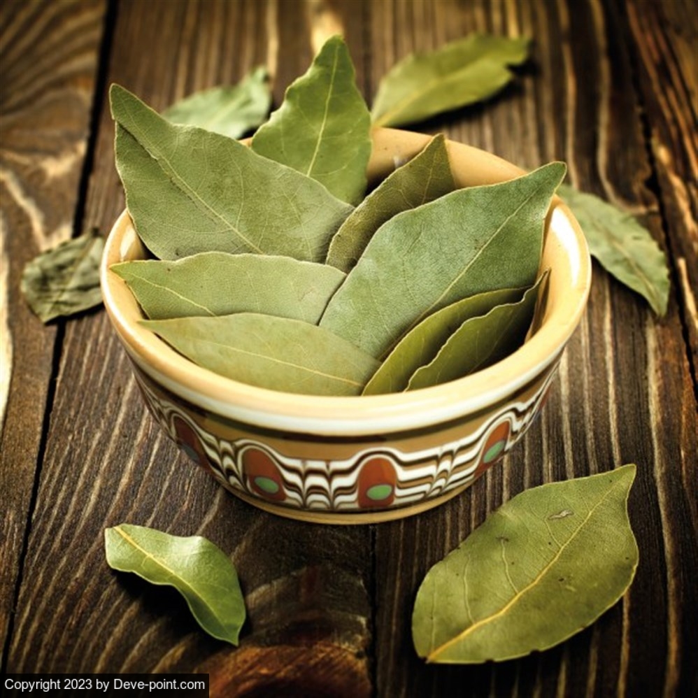 Leaf