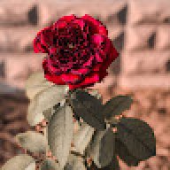 Ayman Reda Younis