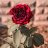 Ayman Reda Younis